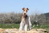 FOX TERRIER 302